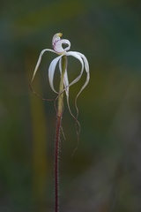 Caladenia saggicola