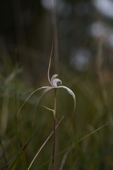 Caladenia saggicola