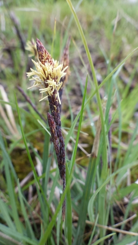 Blue sedge