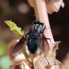 Sarconesiopsis magellanica
