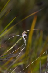 Caladenia saggicola
