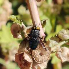 Sarconesiopsis magellanica