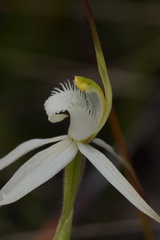 Caladenia saggicola