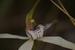 Caladenia saggicola