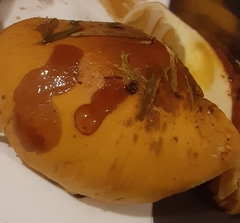 Phlegmacium variosimile