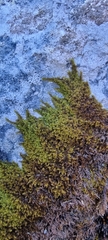Campylophyllum halleri