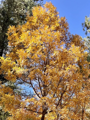 Upper Jerryatrics Trail