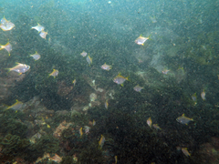 Schuettea scalaripinnis