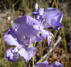 Gladiolus martleyi
