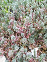 Chenolea diffusa