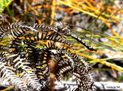 Pinheyschna subpupillata