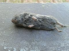 Microtus lusitanicus