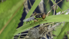 Odontomyia cincta