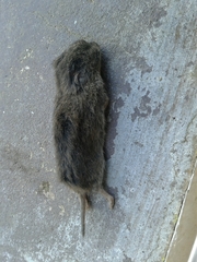 Microtus lusitanicus