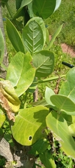 Calotropis procera