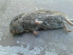 Microtus lusitanicus