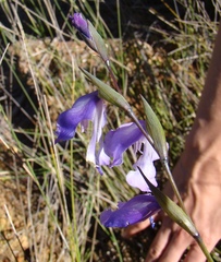 Gladiolus martleyi
