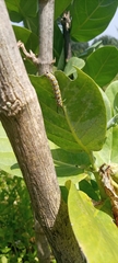 Danaus chrysippus
