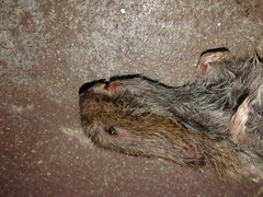 Microtus lusitanicus