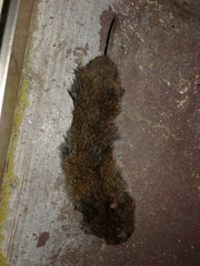 Microtus lusitanicus