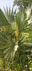 Arecaceae