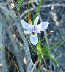 Moraea