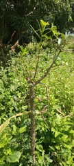 Magnoliopsida