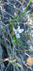 Moraea