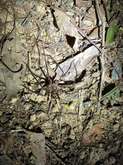 Heteropoda binnaburra