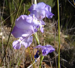 Gladiolus martleyi