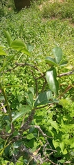 Magnoliopsida