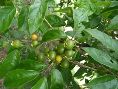 Campomanesia xanthocarpa