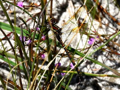 Syncordulia gracilis