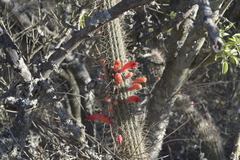 Cleistocactus baumannii