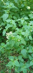 Eupatorieae