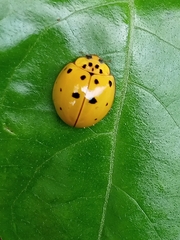 Harmonia vigintiduomaculata