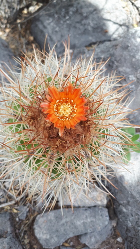 Parodia ritteri