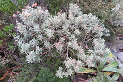 Olearia moschata