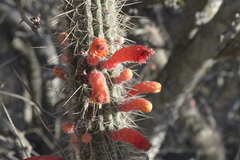 Cleistocactus baumannii