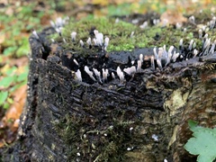 Xylaria hypoxylon
