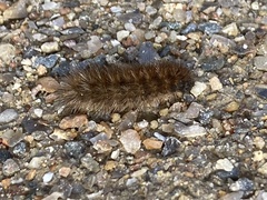 Phragmatobia