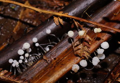 Mycena albidocapillaris