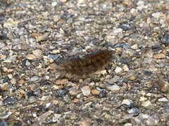 Phragmatobia