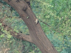 Leiopicus mahrattensis