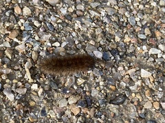 Phragmatobia