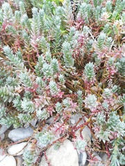 Chenolea diffusa