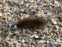 Phragmatobia