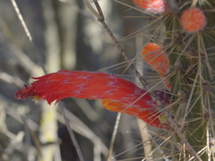 Cleistocactus baumannii
