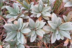 Brachyglottis revoluta