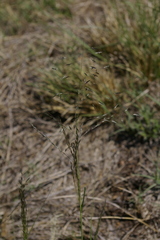 Eragrostis rigidior